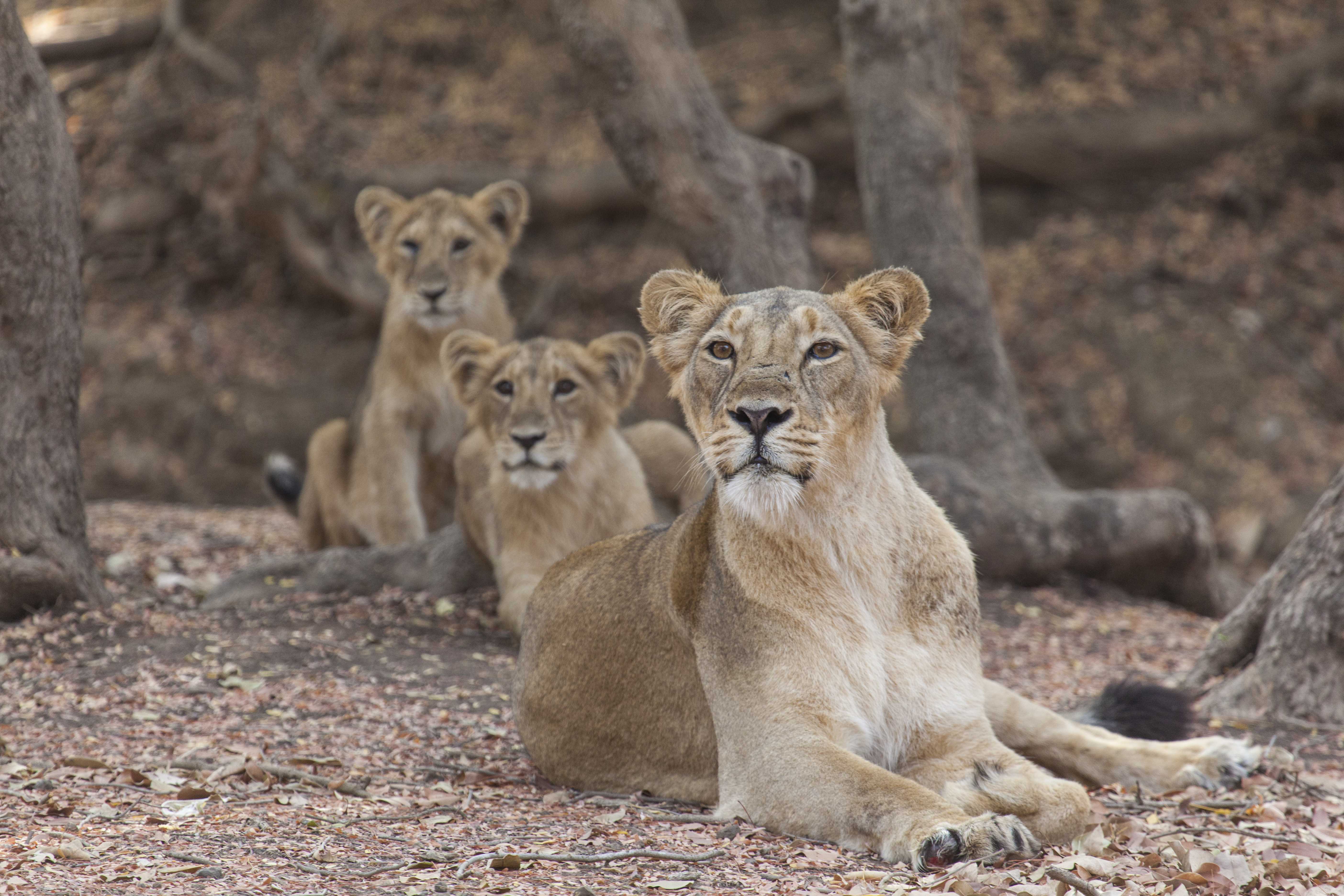 Cubs and curiosity high res