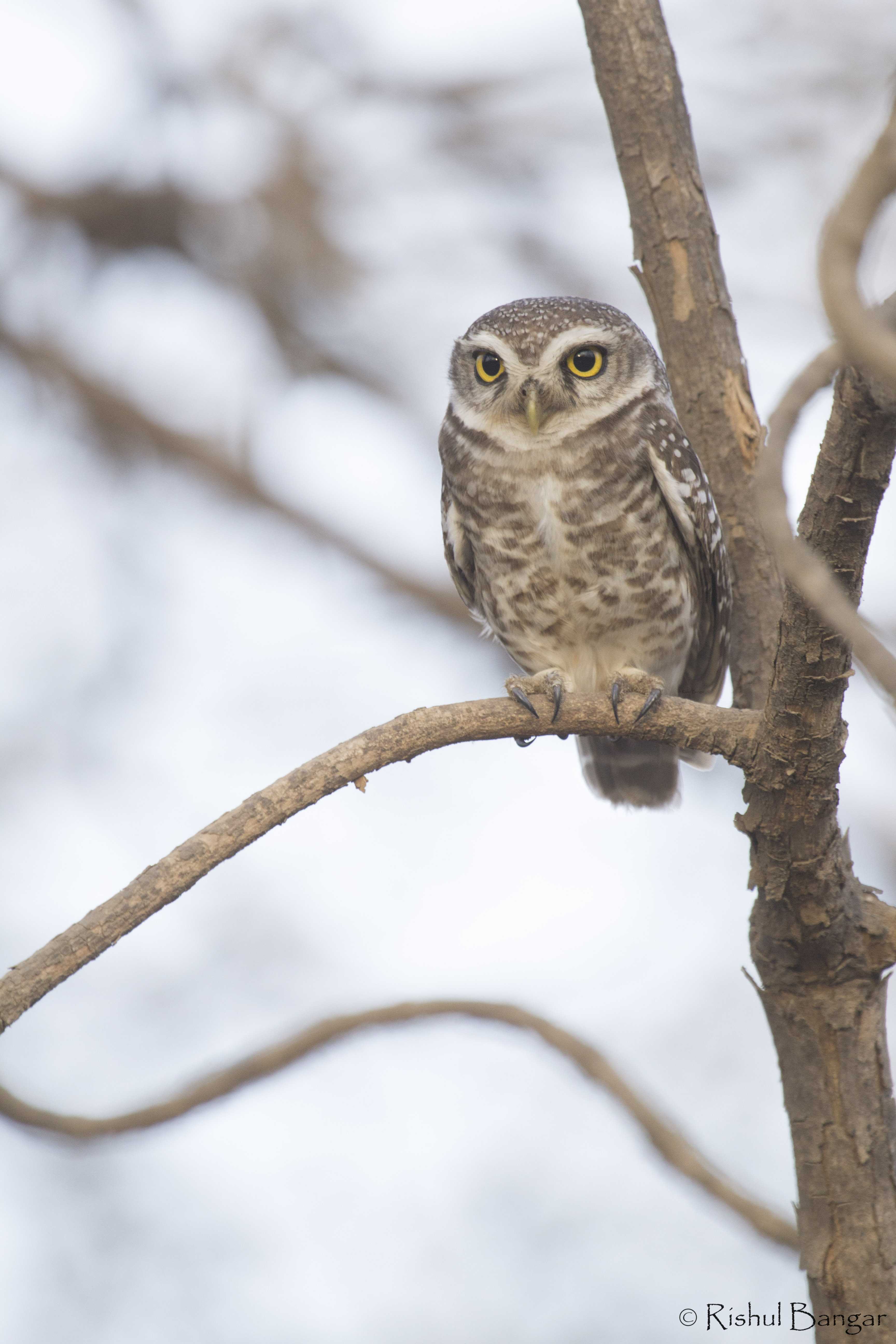 Spotted owlet catch light