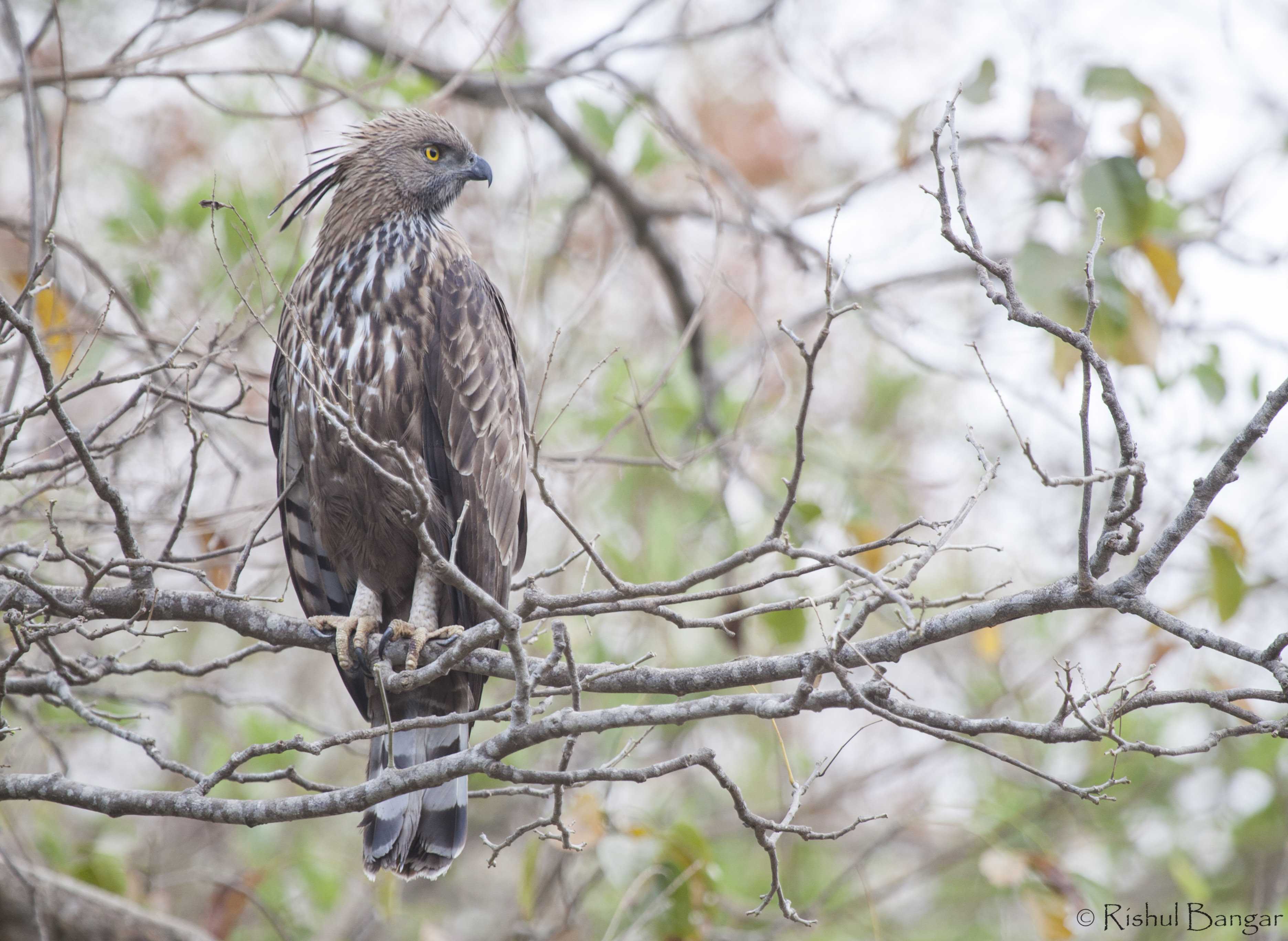 Cropped crested serpant eagle