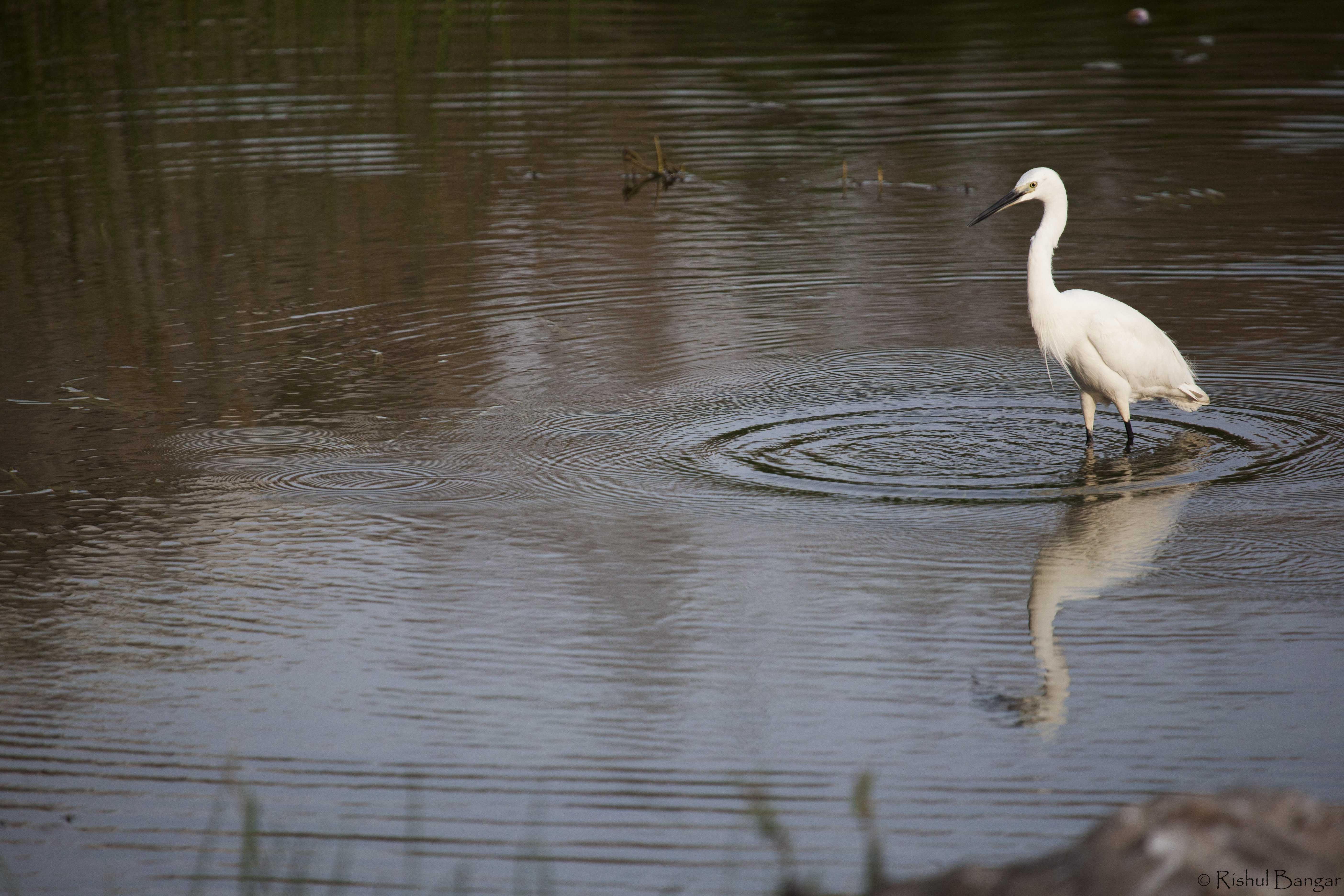 Egret