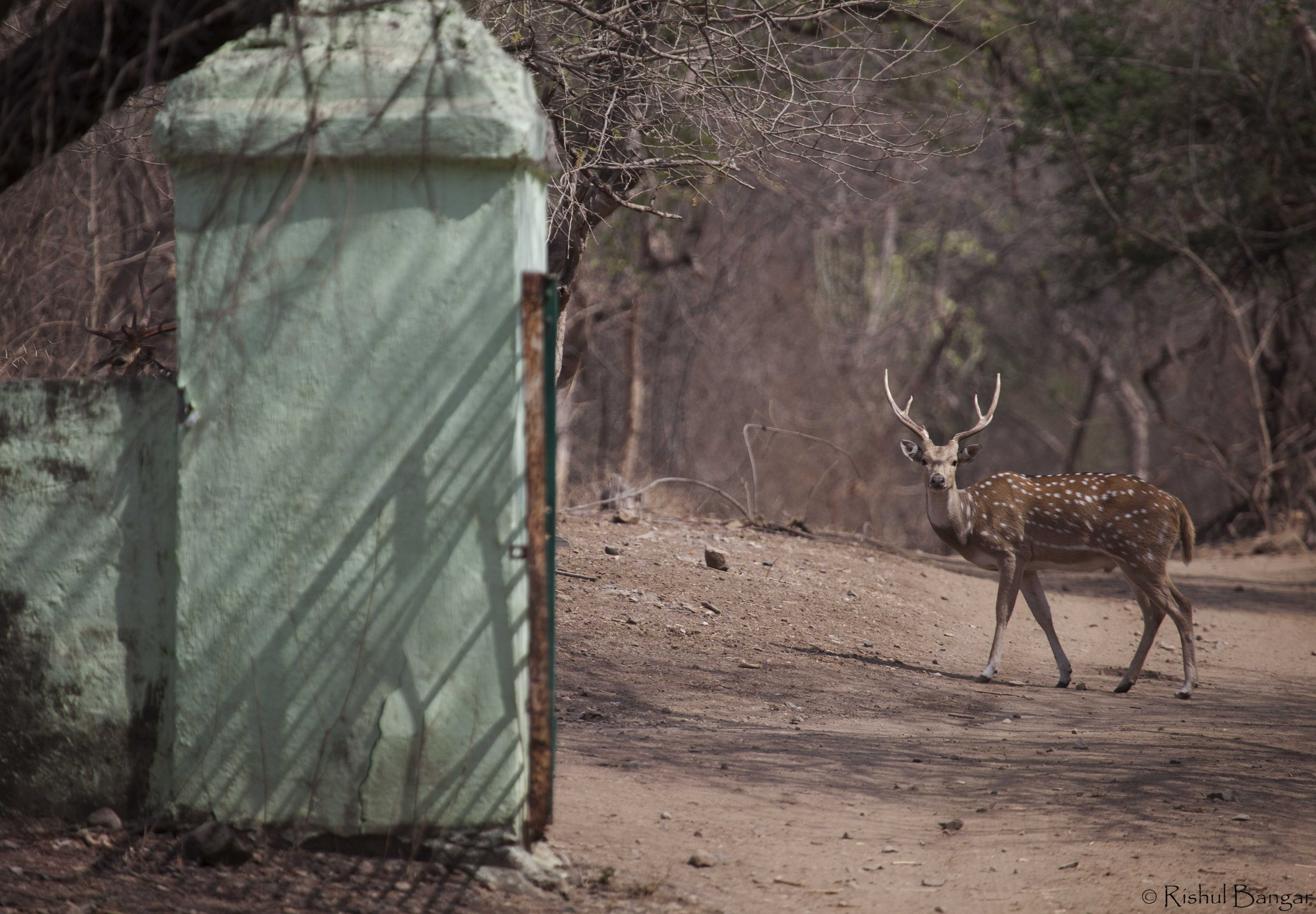 Gates of gir